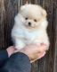 Pomeranian Puppies for sale in 2110 N Yarbrough Dr, El Paso, TX 79925, USA. price: $600