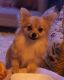 Pomeranian Puppies for sale in Bellmore Ave, Bellmore, NY, USA. price: NA