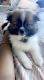 Pomeranian Puppies for sale in Crown Point, IN 46307, USA. price: $950