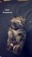 Pomeranian Puppies for sale in Devore Heights, CA 92407, USA. price: $200