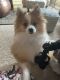 Pomeranian Puppies for sale in Oregon City, OR 97045, USA. price: $600