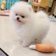 Pomeranian Puppies for sale in Austin, TX, USA. price: $700