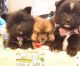 Pomeranian Puppies for sale in Hoffman Estates, IL, USA. price: $2,000