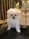 Pomeranian Puppies for sale in Chico, TX 76431, USA. price: NA