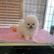 Pomeranian Puppies for sale in Dallas, TX, USA. price: $700