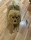 Pomeranian Puppies for sale in Youngstown-Poland Rd, Youngstown, OH, USA. price: NA