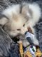 Pomeranian Puppies for sale in Placentia, CA 92870, USA. price: $1,500