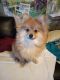 Pomeranian Puppies for sale in 593 Piney Hill Rd, Chatsworth, GA 30705, USA. price: $50,000