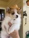 Pomeranian Puppies for sale in Hutto, TX 78634, USA. price: $1,200