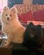 Pomeranian Puppies for sale in Reno, NV, USA. price: $150