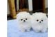 Pomeranian Puppies for sale in Dallas, TX 75201, USA. price: $500