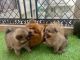 Pomeranian Puppies for sale in Noida, Uttar Pradesh, India. price: 35000 INR