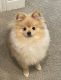 Pomeranian Puppies for sale in Meridian, ID, USA. price: $1,000