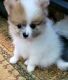 Pomeranian Puppies for sale in Flint, MI, USA. price: $900