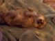 Pomeranian Puppies for sale in Dallas, TX, USA. price: $800