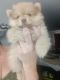 Pomeranian Puppies for sale in Houston, TX 77023, USA. price: $1,000