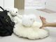 Pomeranian Puppies for sale in Alafaya, FL 32828, USA. price: $800
