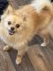 Pomeranian Puppies for sale in Las Cruces, NM, USA. price: $500