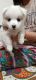 Pomeranian Puppies for sale in Noida, Uttar Pradesh, India. price: 11000 INR