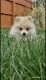 Pomeranian Puppies for sale in Fredericksburg, VA 22401, USA. price: NA