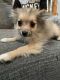Pomeranian Puppies for sale in Aurora, CO 80016, USA. price: $3,000