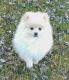 Pomeranian Puppies for sale in Warsaw, IN, USA. price: $1,200