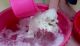 Pomeranian Puppies for sale in US-50, Fallon, NV, USA. price: NA