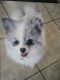 Pomeranian Puppies for sale in Charlotte, NC, USA. price: $1,500