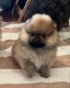 Pomeranian Puppies for sale in Tarzana, CA 91335, USA. price: $4,500