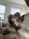 Pomeranian Puppies for sale in 919 Park Pl, Brooklyn, NY 11213, USA. price: $3,000