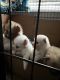 Pomeranian Puppies for sale in Suwanee, GA 30024, USA. price: $20,002,500