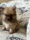 Pomeranian Puppies for sale in Suwanee, GA 30024, USA. price: $2,000