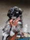 Pomeranian Puppies for sale in Charkhi Dadri, Haryana 127306, India. price: 10000 INR