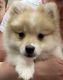 Pomeranian Puppies for sale in Kennesaw, GA, USA. price: $10,500
