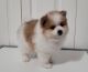 Pomeranian Puppies for sale in Mount Vernon, WA 98274, USA. price: $2,500