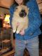 Pomeranian Puppies for sale in Morgantown, IN 46160, USA. price: NA