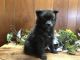 Pomeranian Puppies for sale in Umpire, AR 71833, USA. price: $950