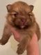 Pomeranian Puppies for sale in Schaumburg, IL, USA. price: $2,000