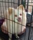 Pomeranian Puppies for sale in Oklahoma City, OK 73129, USA. price: $250