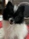 Pomeranian Puppies for sale in Northwood, NH 03261, USA. price: $1,200