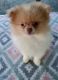Pomeranian Puppies for sale in Jesup, GA, USA. price: $270,000