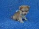Pomeranian Puppies for sale in Whittier, CA, USA. price: $599