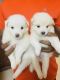 Pomeranian Puppies for sale in Basavanagara, Bengaluru, Karnataka, India. price: 3500 INR