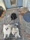 Pomeranian Puppies for sale in Wewahitchka, FL 32465, USA. price: NA