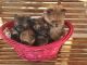 Pomeranian Puppies for sale in Le Roy, MI 49655, USA. price: $800