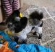 Pomeranian Puppies for sale in Foraker, IN 46526, USA. price: $800