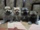 Pomeranian Puppies for sale in 160055, Gian Jyoti Rd, Phase 2, Sector 54, Sahibzada Ajit Singh Nagar, Chandigarh 160055, India. price: 25000 INR