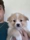 Pomeranian Puppies for sale in West Newton, PA 15089, USA. price: $500