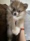 Pomeranian Puppies for sale in Woodbridge Township, NJ, USA. price: $2,000