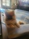Pomeranian Puppies for sale in 3388 W 93rd Ave, Westminster, CO 80031, USA. price: $2,200